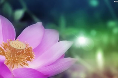 YouWall   Pink Lotus Wallpapers   Wallpaper,wallpapers,free ...