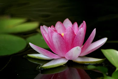 Lotus Flower Desktop Wallpapers