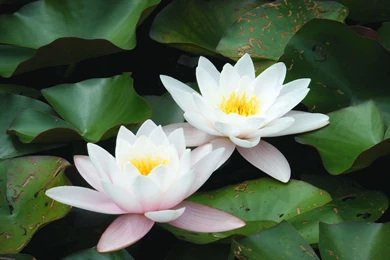 Lotus White Lotus Flower Images – Finehdwallpaperr.com