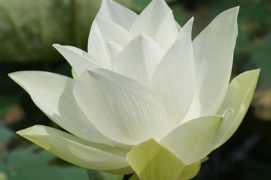 Lotus Flower Desktop Wallpapers