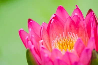 Lotus Computer Wallpapers, Desktop Backgrounds