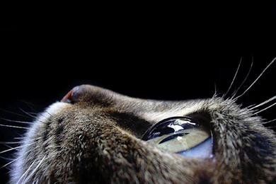 Cat Eye Wallpapers Photography