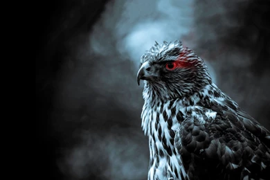 Hawk Red Eye Wallpapers