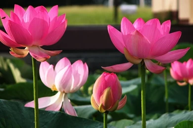 Lotus Flower Images Free   HD Wallpapers Pretty