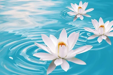 Hd Wallpapers Lotus Flowers   Backgrounds Wallpapers For Your ...