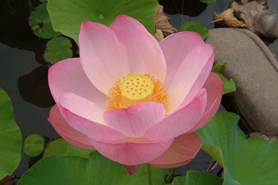 Desktop Wallpaper, Lotus Flower