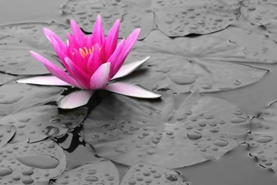 White Lotus Flowers Beautiful Images   Beautiful Black And White ...