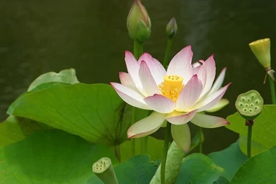 Lotus Flower Desktop Wallpapers ~ A Desktop Wallpapers