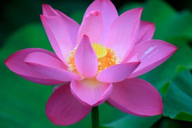 Lotus Flower Wallpapers   Desktop Backgrounds
