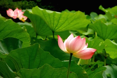 Lotus Best Lotus High Resolution Wallpapers – Finehdwallpaperr.com