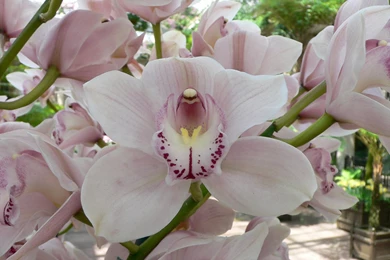 Orchid Flower Wallpaper, Orchid Flower Pictures, New Wallpapers