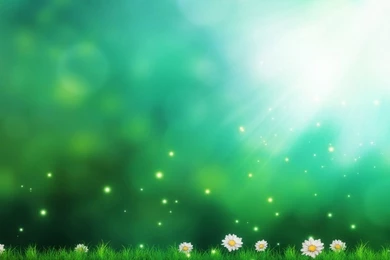 1024x768 Daisies Green Backgrounds Wallpapers