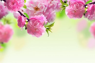 1024x768 Spring Flowers Backgrounds Wallpapers
