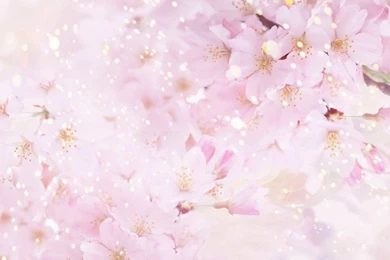 Beautiful Flowers Backgrounds 1024x768 Wallpapers, 1024x768 ...