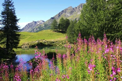 Fireweed Alaska HD Desktop Wallpapers : Widescreen : High ...