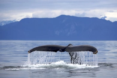 Alaska Frederick Sound Humpback Whale Megaptera Novaeangliae Tail ...
