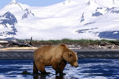 Brown Bear In Alaska Wallpapers Free Desktop Backgrounds And Wallpapers