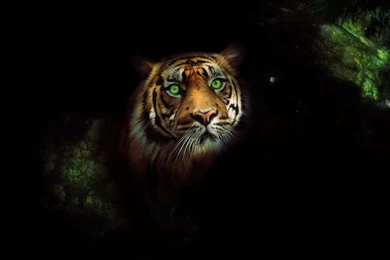 Tiger Wallpapers HD By Tooyp On DeviantArt