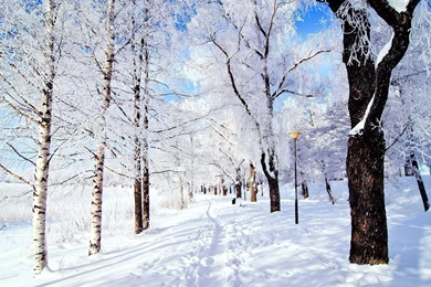 2560x1600 Park Snow Wallpapers