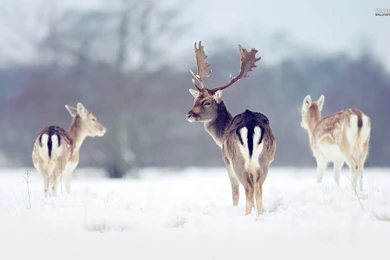 Deers In The Snow Wallpapers   Animal Wallpapers