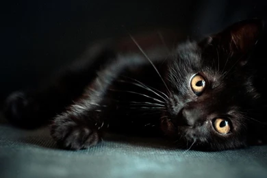 Cute Black Cat Wallpaper PC   Cute Cat Wallpapers