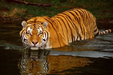 Best Desktop HD Wallpapers   Tiger HD Wallpapers