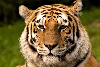 Desktop big tigers images wallpaper.jpg