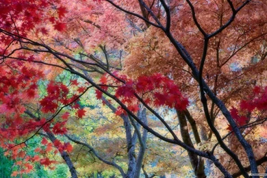 Free Wallpapers   Free Nature Wallpapers   HD Landscape 5 Wallpapers ...