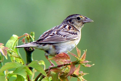 Sparrow Desktop Wallpapers