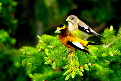 1680x1050px Wallpapers Wide Field