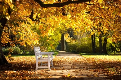 Banches In Garden Wide Wallpapers