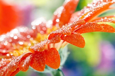 Nature Wallpapers HD For Desktop Backgrounds   Colorful Flower With ...