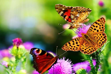 Desktop free hd nature wallpaper.jpg