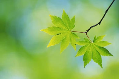 Desktop Free Hd Nature Wallpapers Dowload