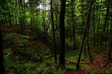 Real Freedom Forest Trees Nature Widescreen HD Wallpapers Wallpapers ...