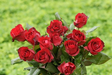 Rose Wallpapers   Beautiful Roses Bouquets