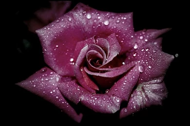 Wallpapers Roses Flowers Image