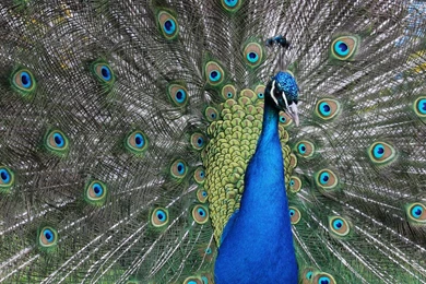 Peacock Hd Wallpapers 16607