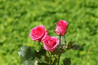 Rose Wallpapers   Beautiful Roses Bouquets