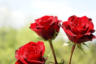 Red Rose Flowers Images And Wallpapers Download