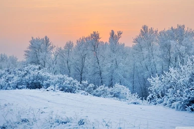 Winter Snow Trees Wallpapers