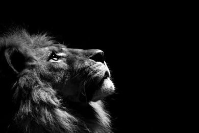 A Selection Of 9 Images Of Lions In HD Quality