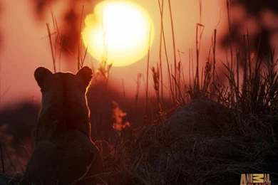 Lion Wallpapers   The Animal Kingdom Wallpapers (3187462)   Fanpop