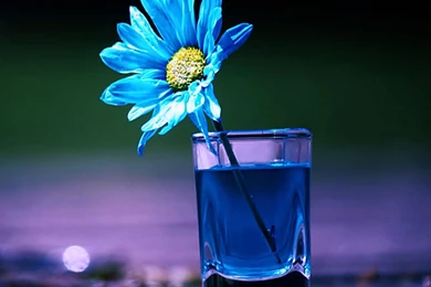 Gallery For   Beautiful Wallpapers For Mobile Phones Free Download