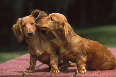 Dachshund Wallpapers   Hd Wallpapers, Pictures, Pics, Images ...