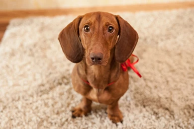 Dachshund Computer Wallpapers, Desktop Backgrounds