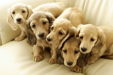 Dachshund Wallpapers   Hd Wallapers, Pictures, Pics, Images, Photos