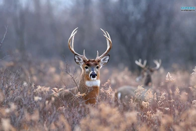 Deer Wallpapers Animal Wallpapers