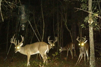 Big Deer Hunting Wallpaper, Deer Hunting In Georgia