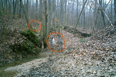 Deer Hunting Backgrounds Cool Duck Hunting Pictures Funny Deer ...